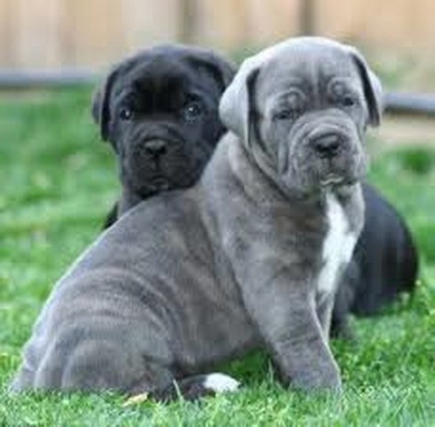 Filhote Cane Corso Cinza