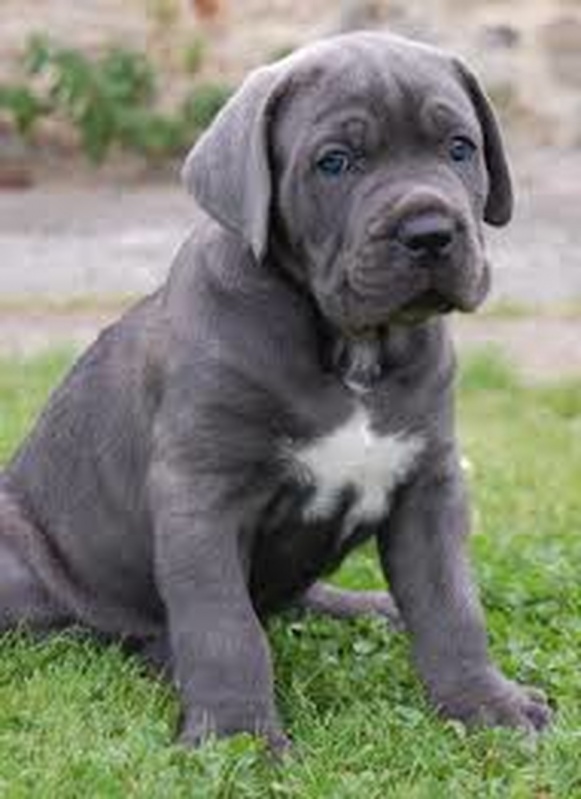 Filhote de Cane Corso Cinza Olho Azul