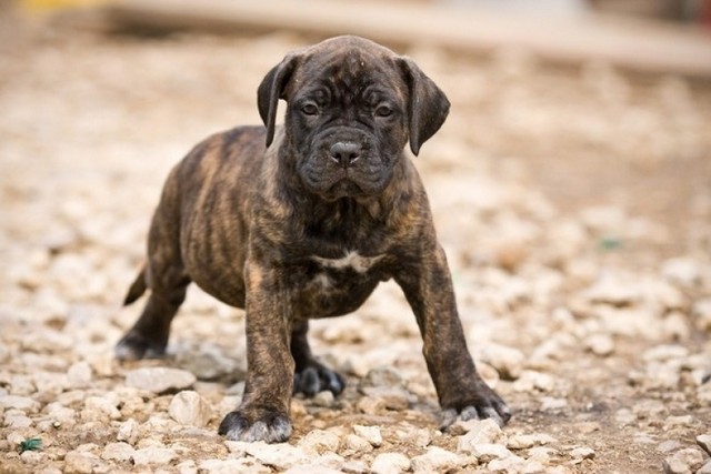 Filhote de Cane Corso com 3 Meses