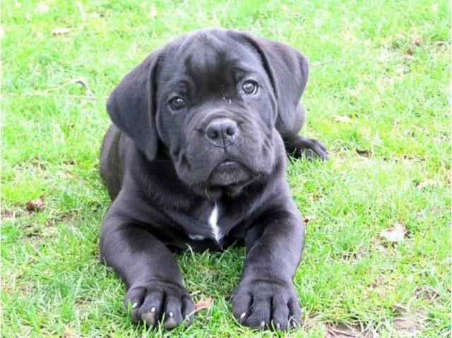 Filhote de Cane Corso Preto