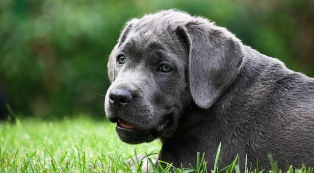 Filhote de Cane Corso Recém Nascido