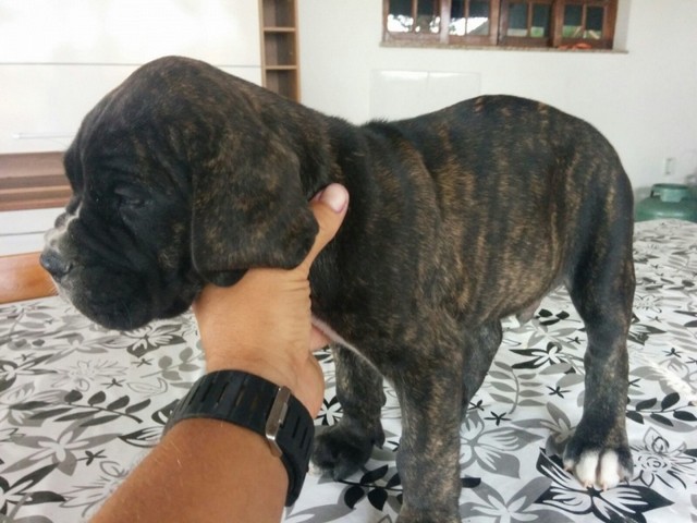 Filhote de Cane Corso Tigrado