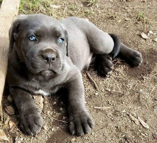 Filhote de Cane Vermelho