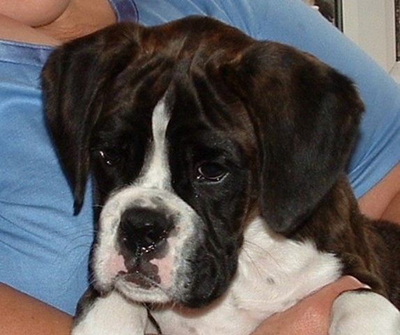 Filhote de Old English Bulldog Malhado