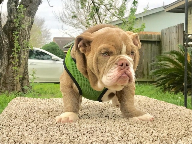 Filhote de Olde English Bulldog 3 Meses