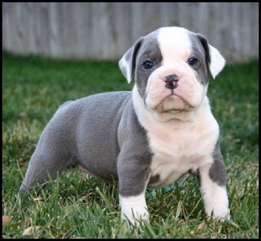 Filhote de Olde English Bulldog Pedigree