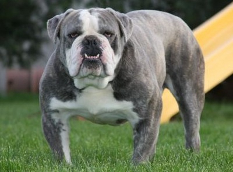 Filhote de Olde English Bulldog Preto