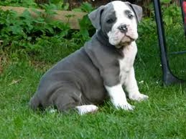 Filhote de Olde English Bulldog Tigrado