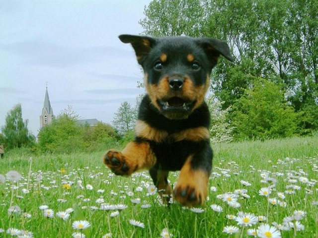 Filhote de Rottweiler Alemão