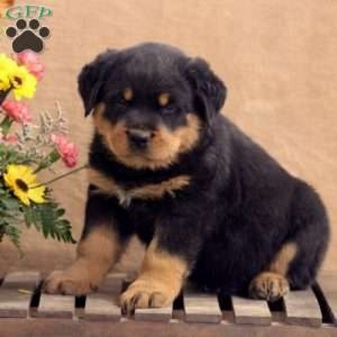 Filhote de Rottweiler com Pedigree