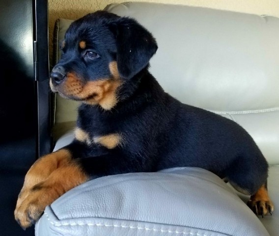 Filhote de Rottweiler Recém Nascidos