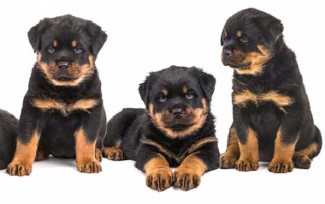 Filhote Rottweiler 1 Mês