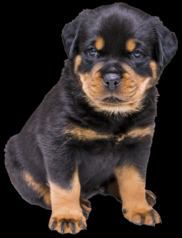 Filhote Rottweiler 2 Meses