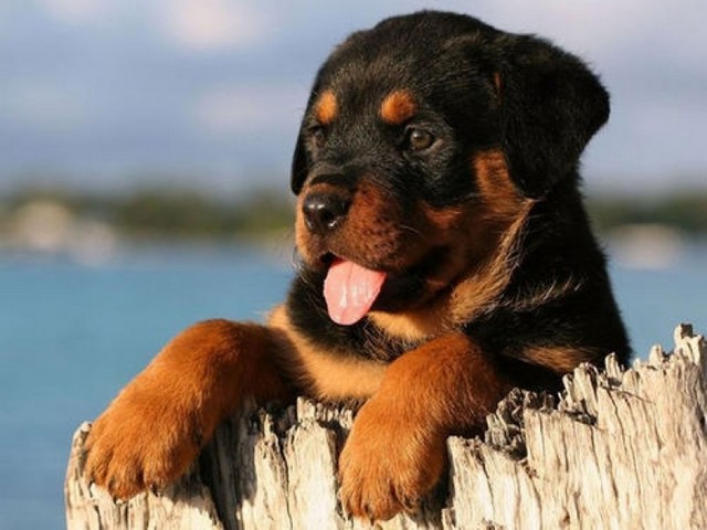 Filhote Rottweiler Cabeça de Touro