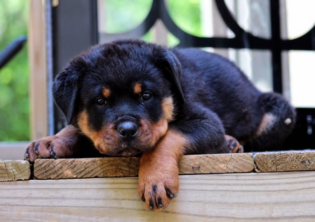 Filhote Rottweiler