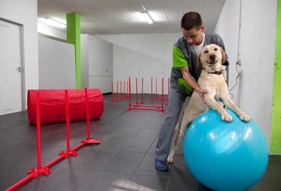 Fisioterapia em Cães com Cinomose