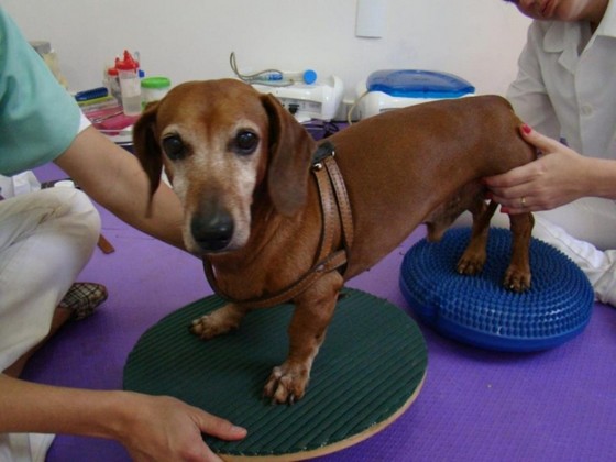 Fisioterapia em Cães com Displasia