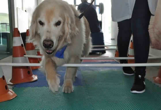 Fisioterapia em Cães