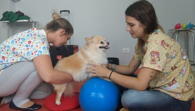 Fisioterapia Reabilitação Veterinária