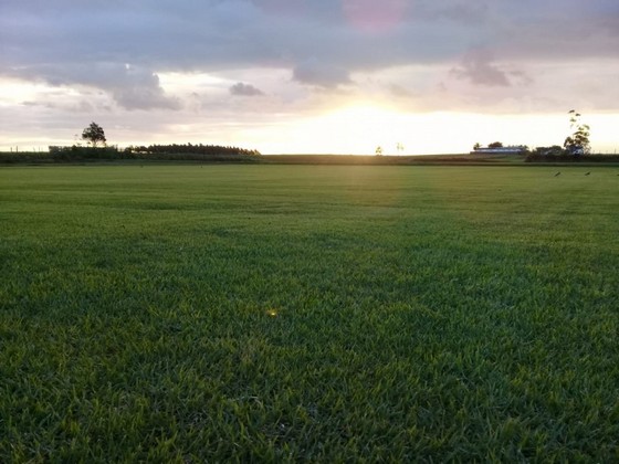 Fornecedor de Grama em Campo de Golf