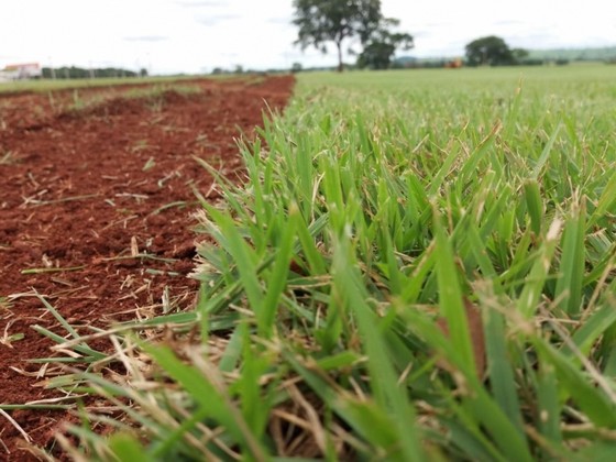 Fornecedor de Grama para Campo de Futebol