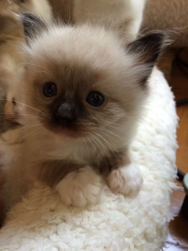 Gato Ragdoll Bicolor