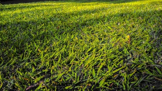 Grama Batatais para Jardim