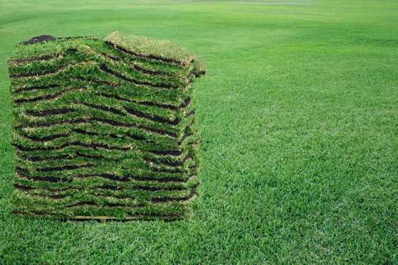 Grama Natural para Campo de Futebol