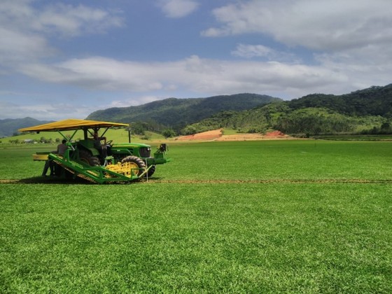 Grama Natural para Quadra de Tênis