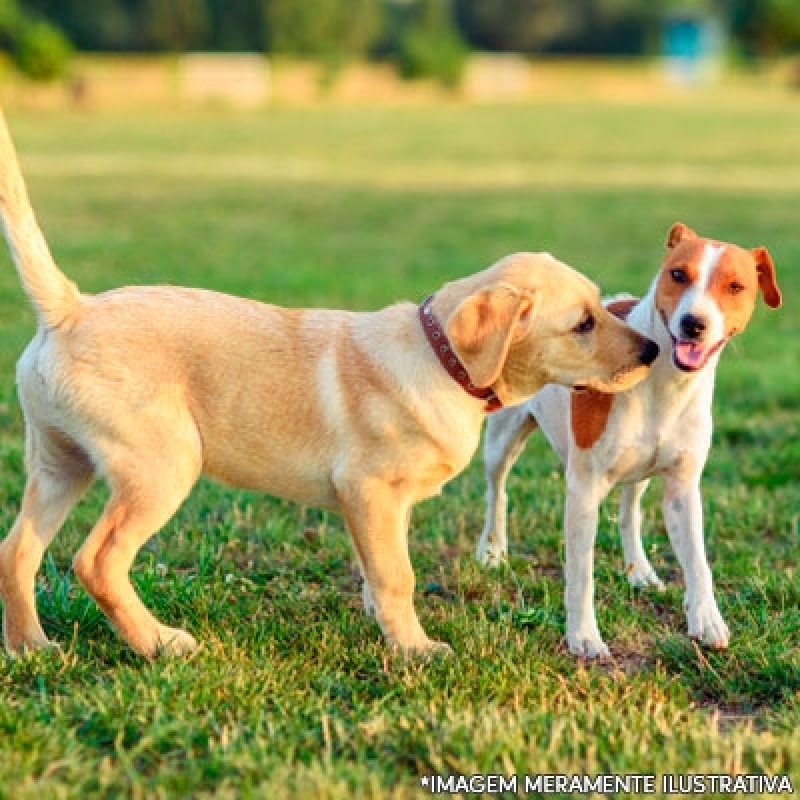 Grama Sintetica para Cachorro