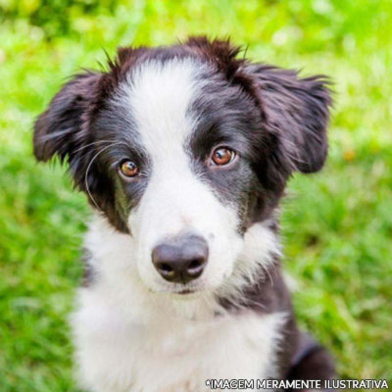 Grama Sintetica para Cães