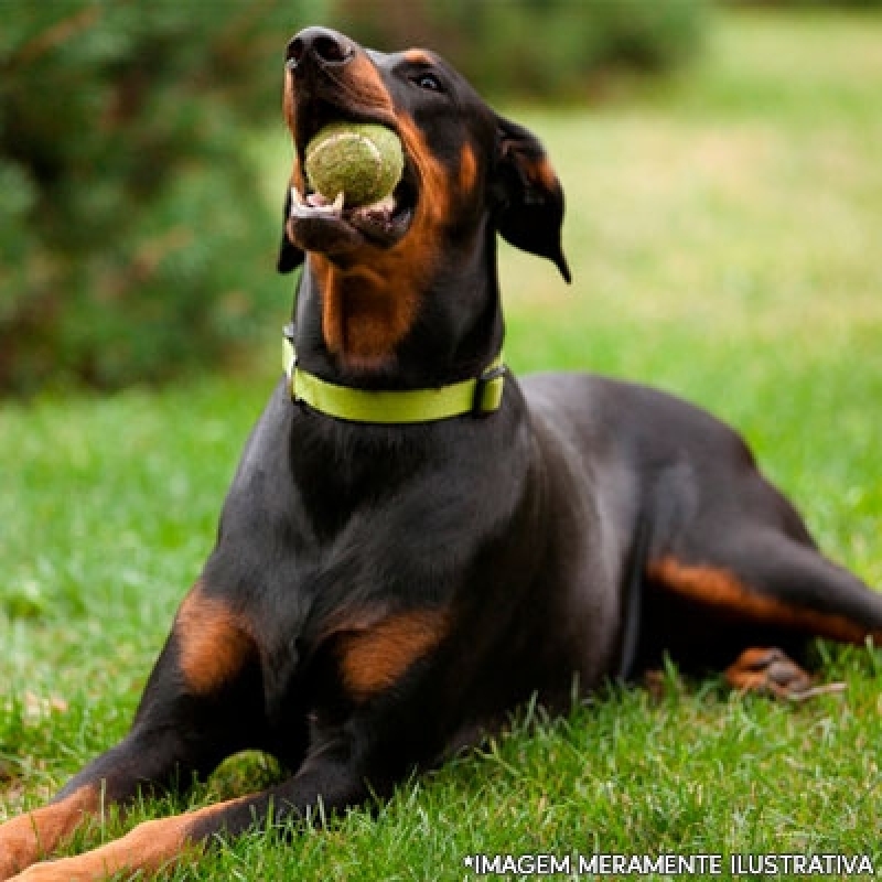 Grama Sintetica para Cão