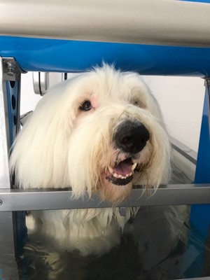 Hidroterapia para Animais com Displasia