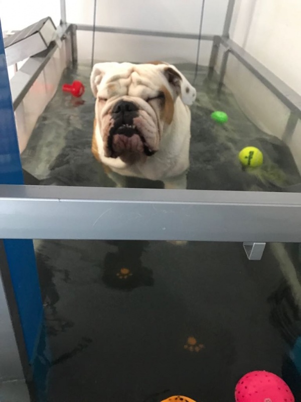 Hidroterapia para Cães Idosos