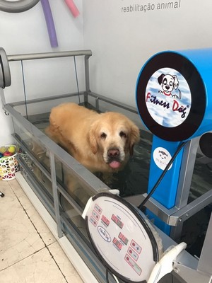 Hidroterapia para Cachorros Obesos