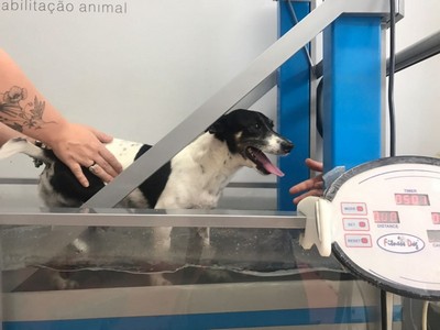 Hidroterapia para Cachorros Obesos