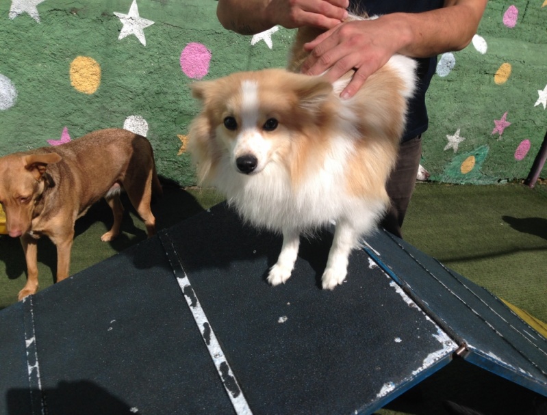 Hospedagem de Cachorro com Alimentação