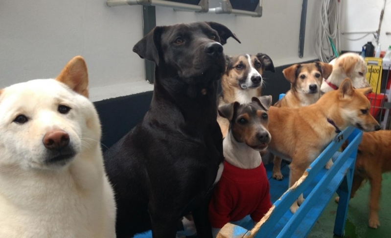 Hospedagem para Cachorro com Alimentação