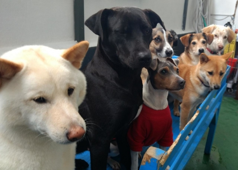 Hospedagem para Cachorro de Porte Grande