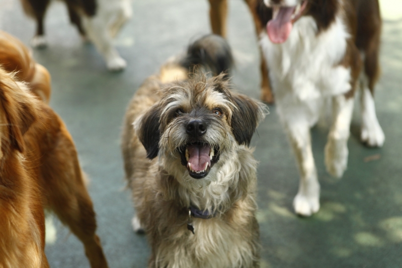 Hospedagem para Cachorro de Porte Pequeno