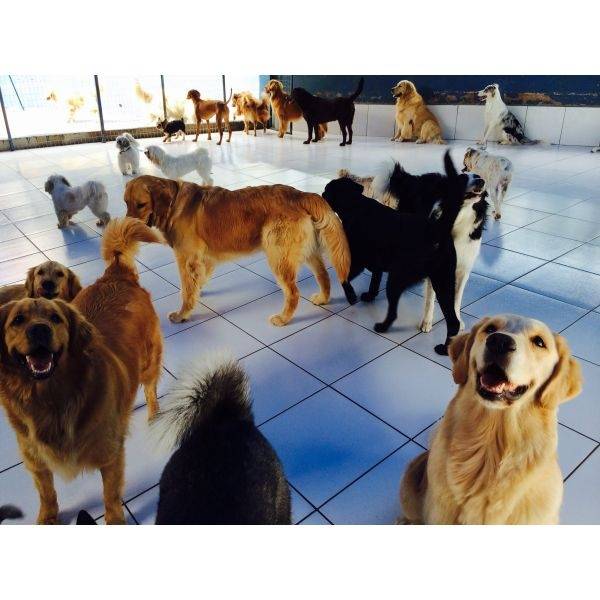 Hospedagem para Cães de Luxo