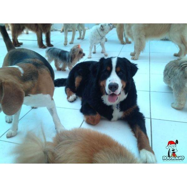 Hospedagem para Cães em Morumbi