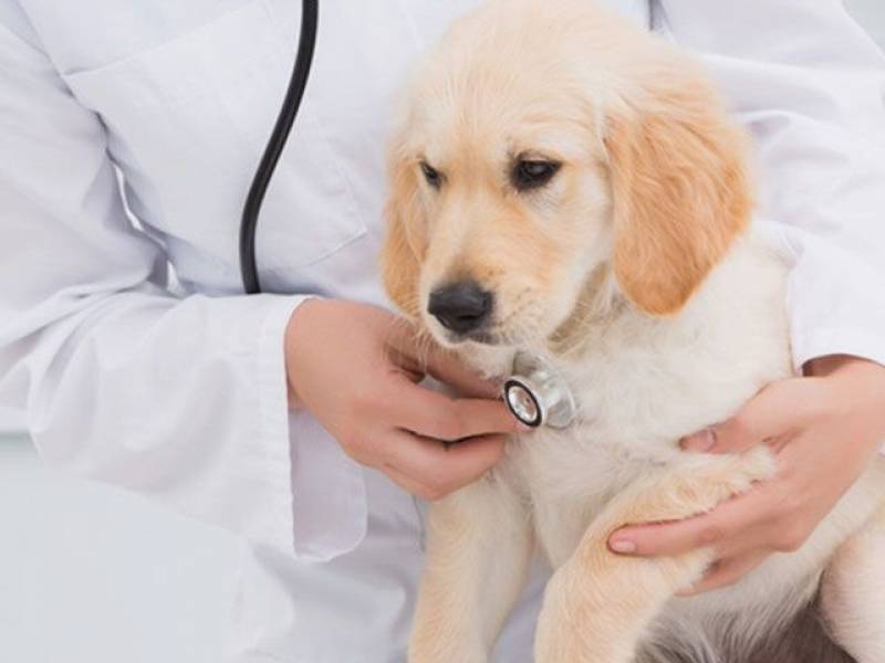 Hospital Veterinário Mais Próximo