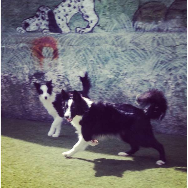 Hoteizinhos para Cães