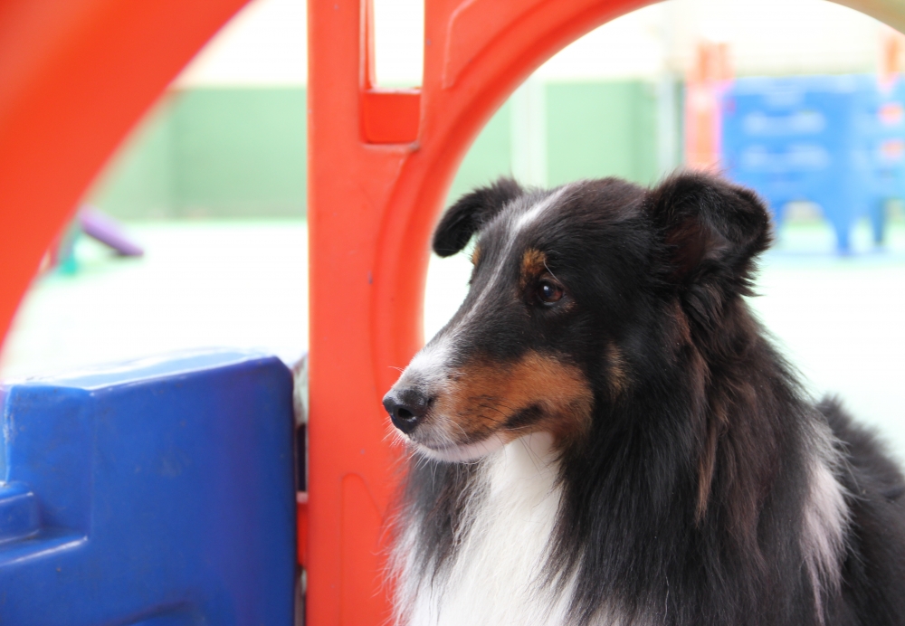 Hotel Creche para Cães