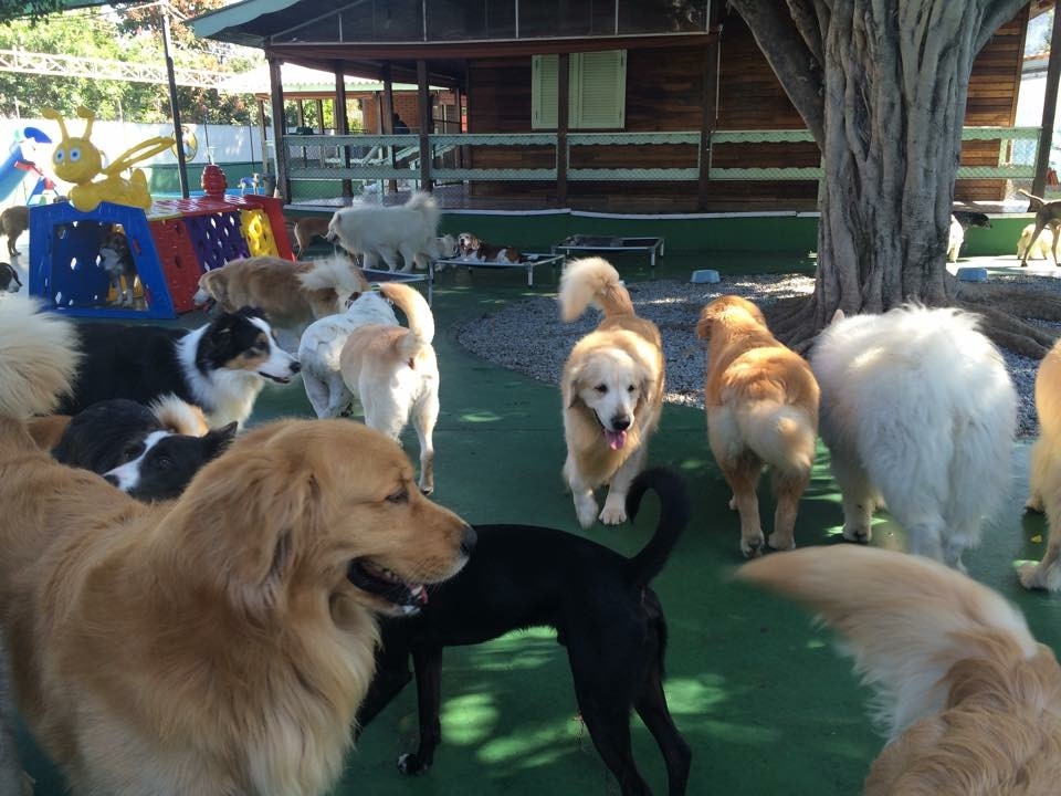 Hotel Fazenda para Cachorro