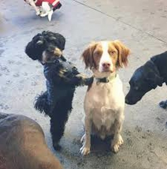 Hotel para Cachorro de Pequeno Porte