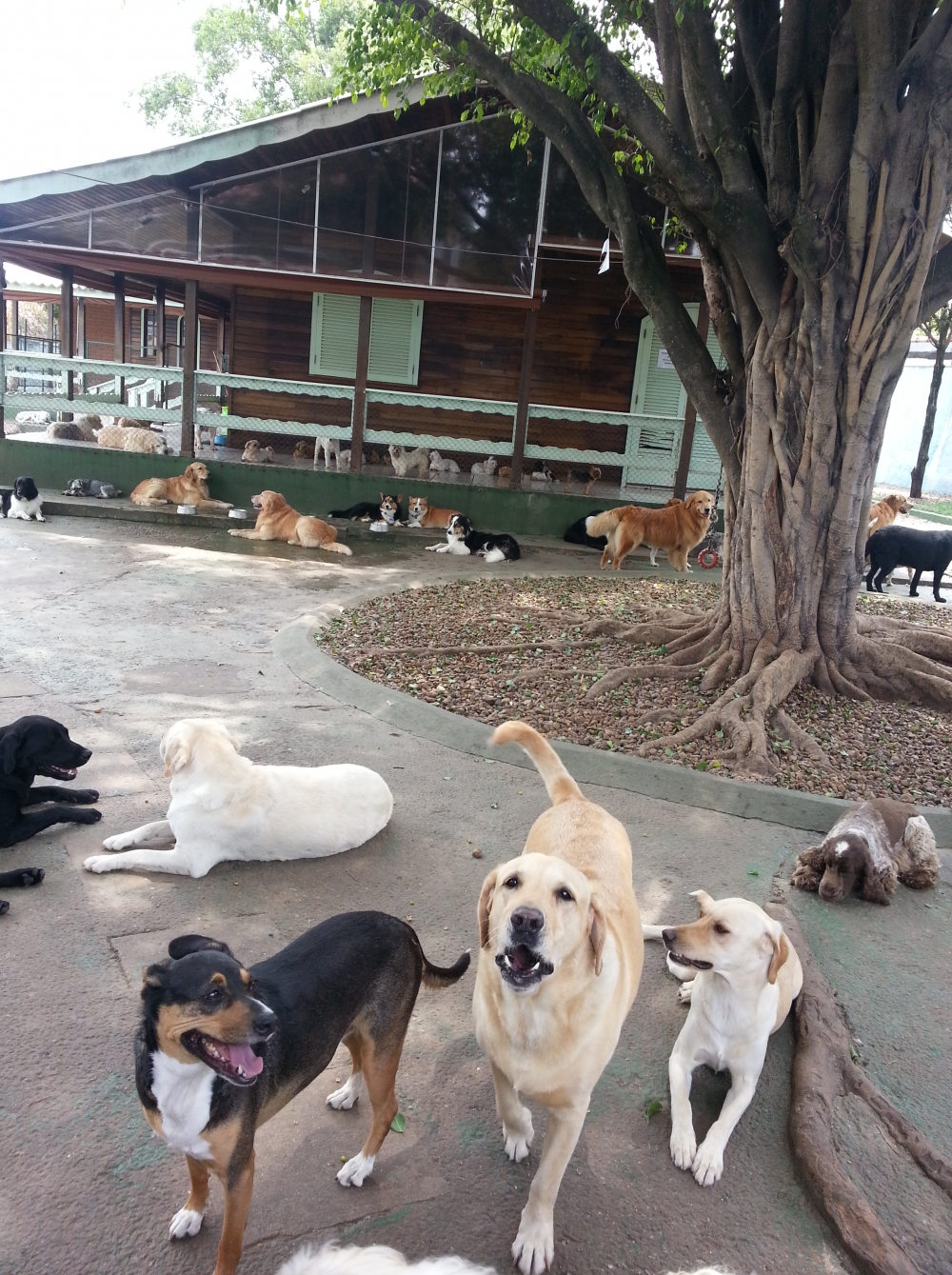 Hotel para Cachorro no Brooklin