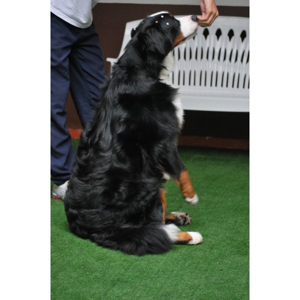 Hotel para Cachorro Preço