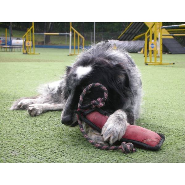 Hotel para Cães em Cotia